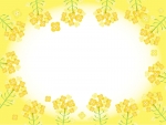 菜の花の黄色フレーム飾り枠イラスト