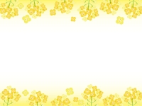 菜の花の黄色い上下フレーム飾り枠イラスト